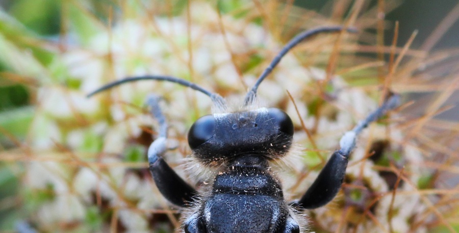 Sphecidae:  Palmodes cfr. occitanicus, maschio